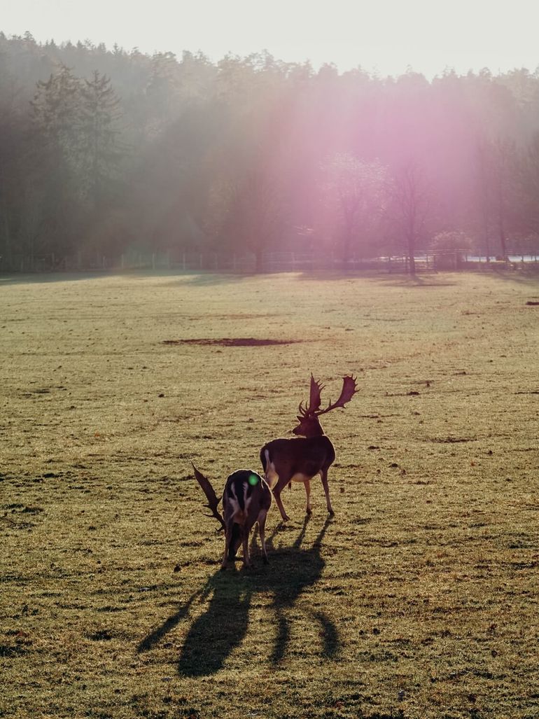 Ausflugstipp: WildPark Schloss Tambach